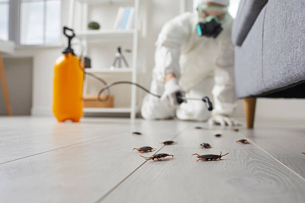 Commercial Kitchen Cockroach Control in Victory Gardens